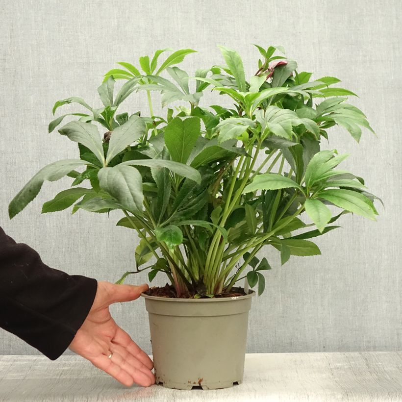 Esimerkki syksyllä toimitetusta Hellébore orientale ViV Liliana Pot de 2L/3L-taimesta