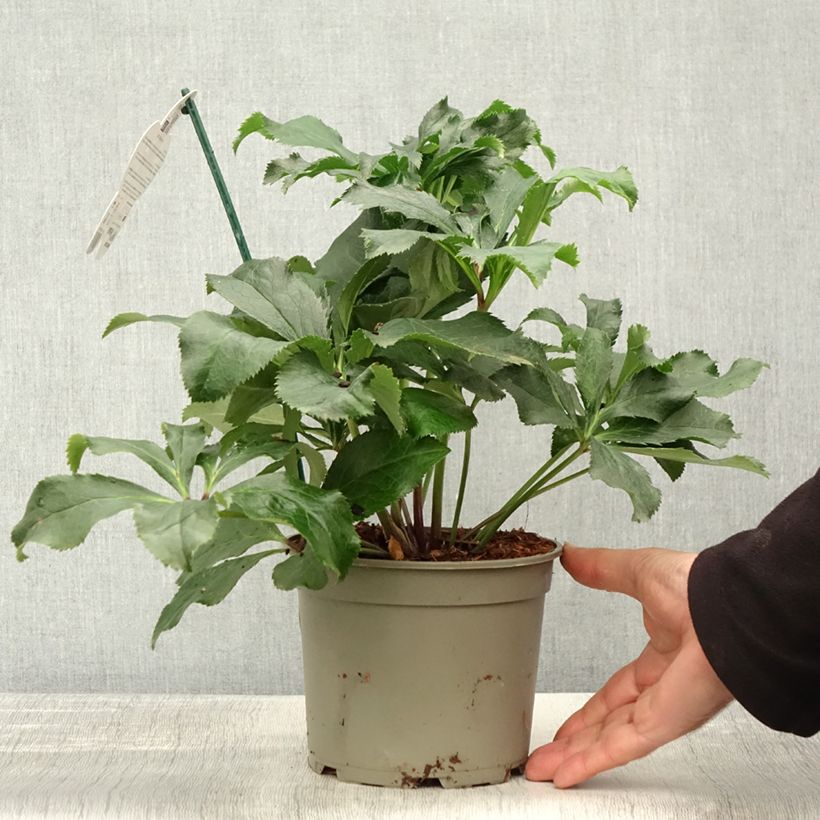 Esimerkki syksyllä toimitetusta Hellébore orientale ViV Stefania Pot de 2L/3L-taimesta