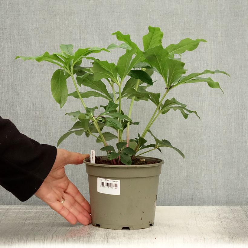 Esimerkki syksyllä toimitetusta Hellébore orientale ViV Suzanna Pot de 2L/3L-taimesta
