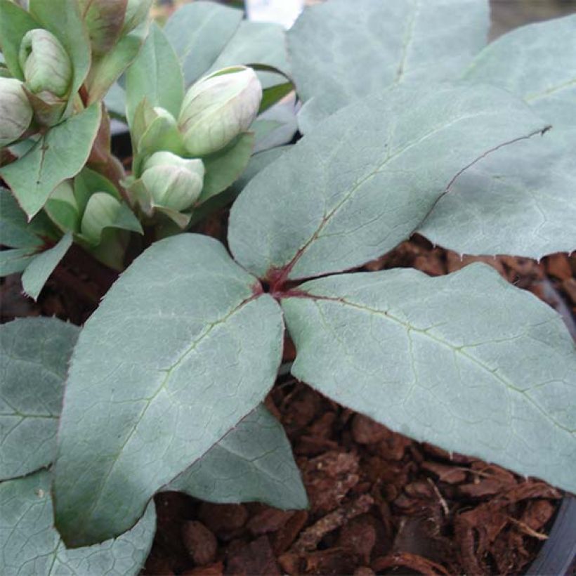 Jouluruusu Grey Star (Lehvistö)