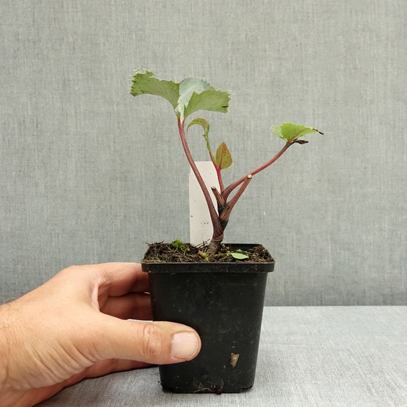 Esimerkki kesällä toimitetusta Jouluruusu - Helleborus x sternii 8/9 cm taimiruukku-taimesta