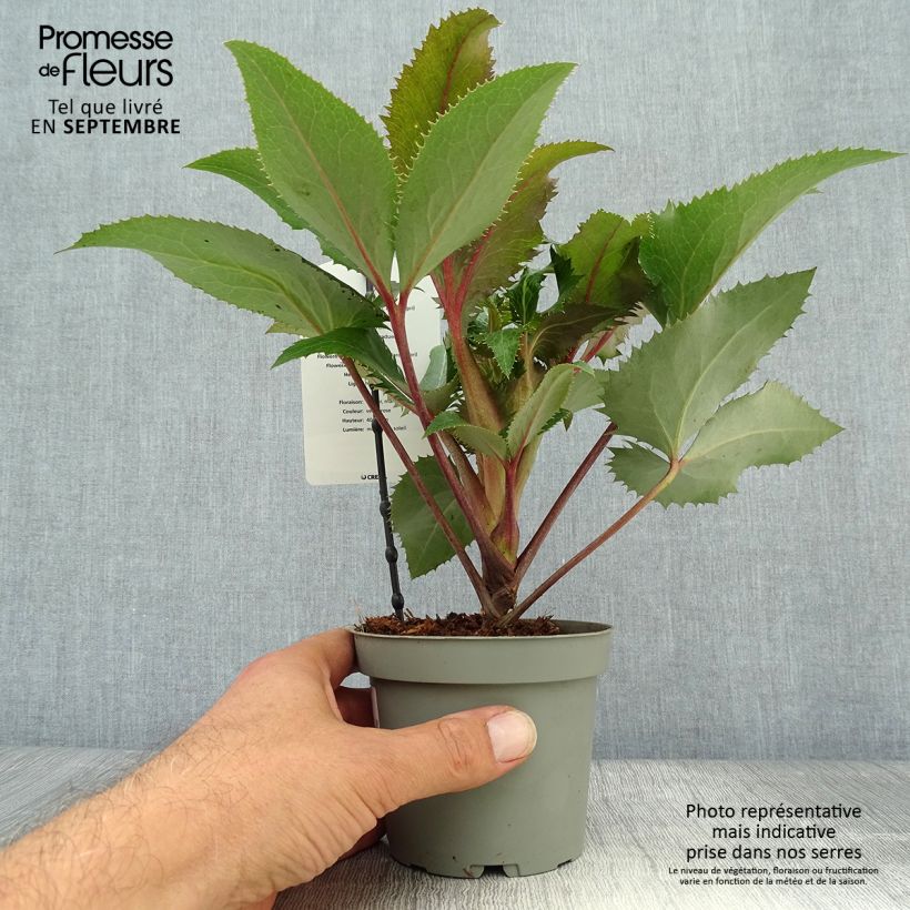 Esimerkki syksyllä toimitetusta Jouluruusu - Helleborus x sternii 1 litran / 1,5 litran ruukku-taimesta