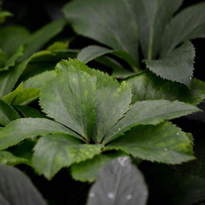 Jouluruusu - Helleborus torquatus (Lehvistö)