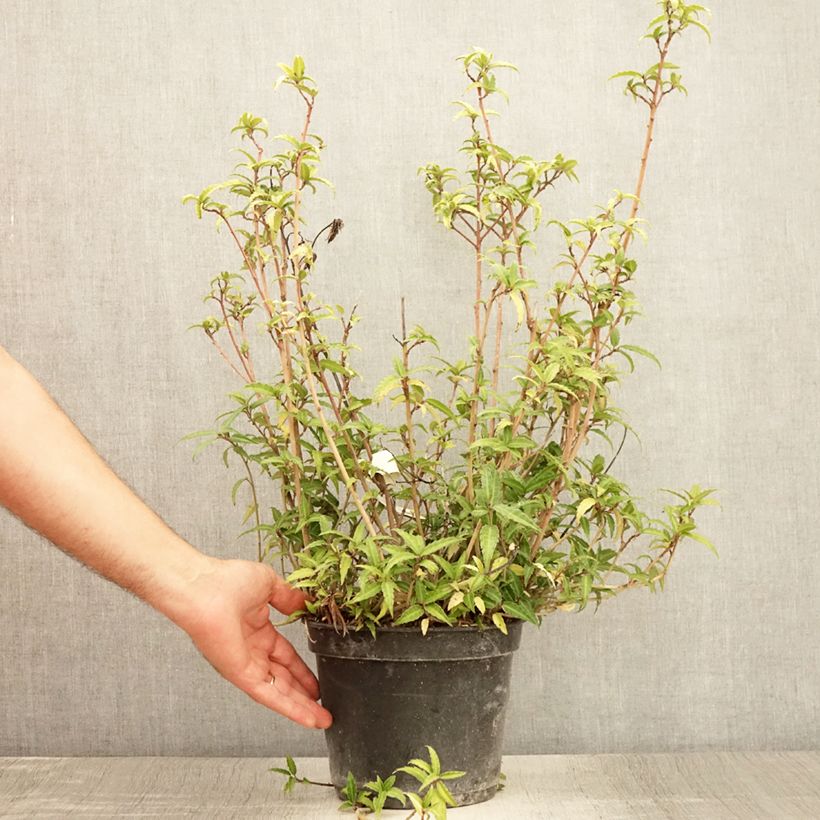 Esimerkki kesällä toimitetusta Helwingia himalaica Pot de 3L/4L-taimesta