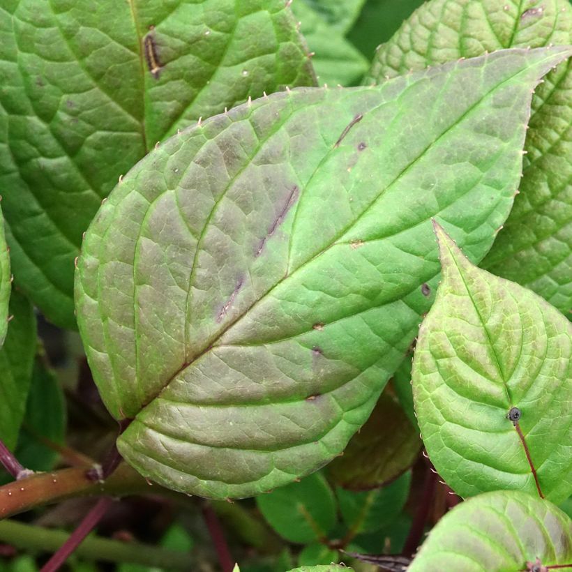 Verkkomarjalapa naaras - Helwingia japonica (Lehvistö)