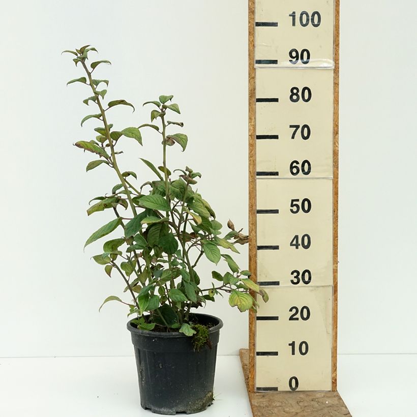 Esimerkki kesällä toimitetusta Verkkomarjalapa naaras - Helwingia japonica 7,5 litran / 10 litran ruukku-taimesta