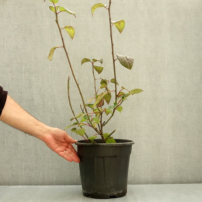 Esimerkki syksyllä toimitetusta Helwingia japonica mâle Pot de 4L/5L-taimesta