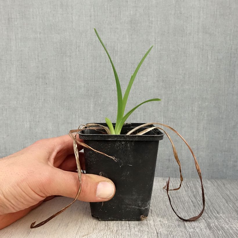 Esimerkki keväällä toimitetusta Tarhapäivänlilja Amadeus Godet de 8/9 cm-taimesta