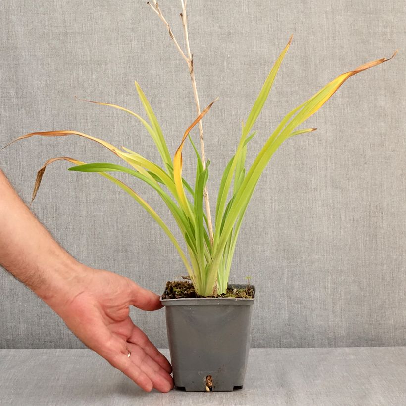 Esimerkki kesällä toimitetusta Tarhapäivänlilja Amerstone Amethyst Jewel Pot de 1L/1,5L-taimesta