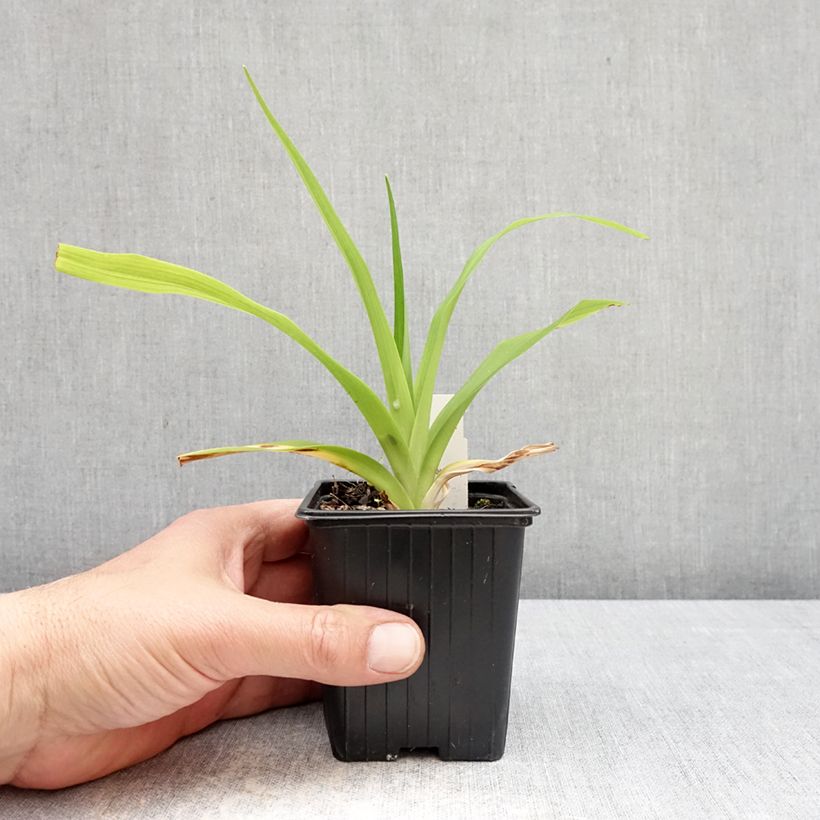 Esimerkki keväällä toimitetusta Tarhapäivänlilja Apricot Beauty Godet de 8/9 cm-taimesta