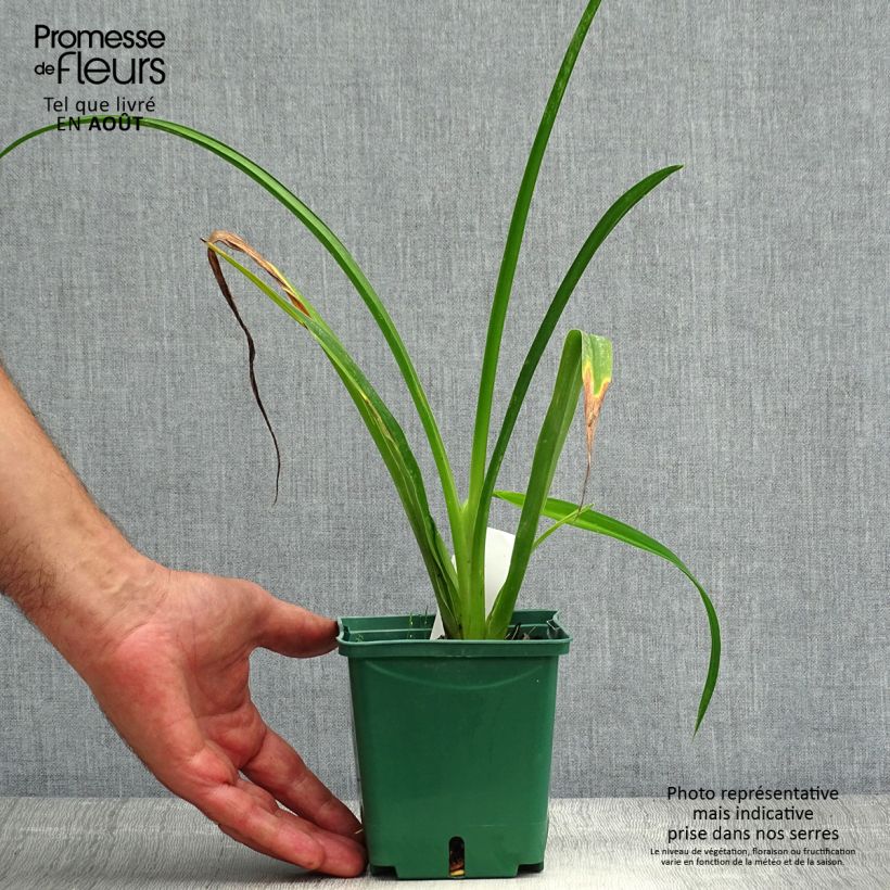 Esimerkki kesällä toimitetusta Tarhapäivänlilja Arctic Snow Pot de 1L/1,5L-taimesta