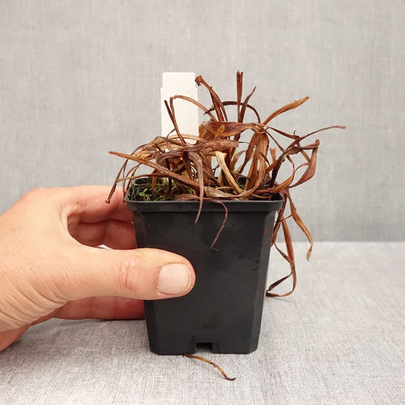 Esimerkki syksyllä toimitetusta Tarhapäivänlilja Bonanza 8/9 cm taimiruukku-taimesta