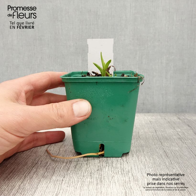 Esimerkki talvella toimitetusta Hémérocalle Bonanza - Lis d'un jour Godet de 8/9 cm-taimesta