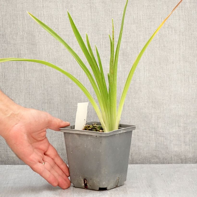 Esimerkki kesällä toimitetusta Tarhapäivänlilja Cape Breton Pot de 1L/1,5L-taimesta