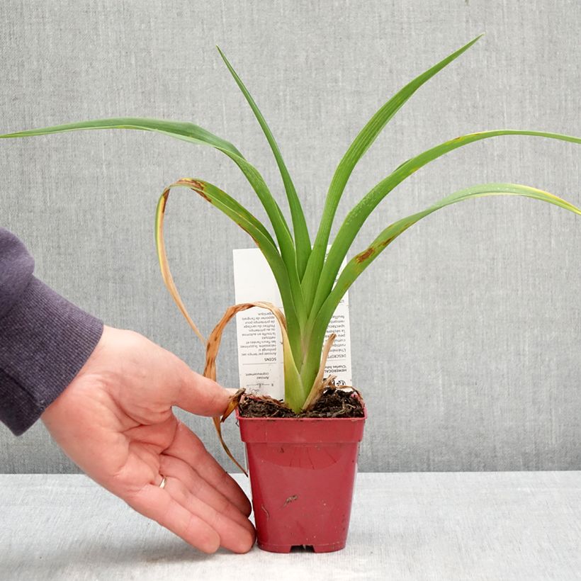 Esimerkki keväällä toimitetusta Tarhapäivänlilja Charles Johnson Taimiruukku 8/9 cm-taimesta