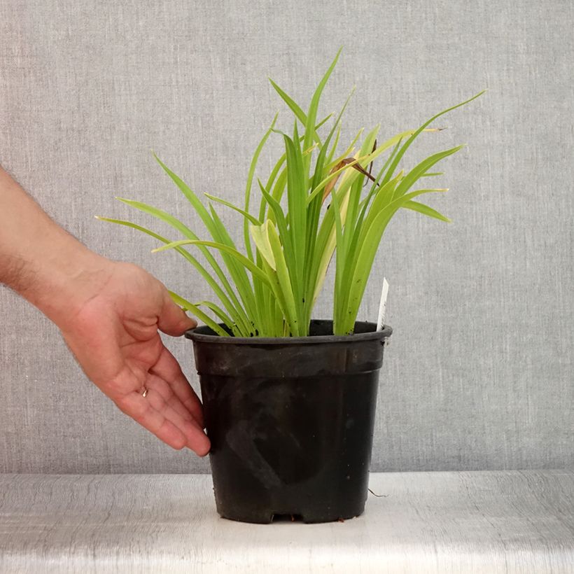 Esimerkki kesällä toimitetusta Tarhapäivänlilja Chicago Sunrise Pot de 2L/3L-taimesta