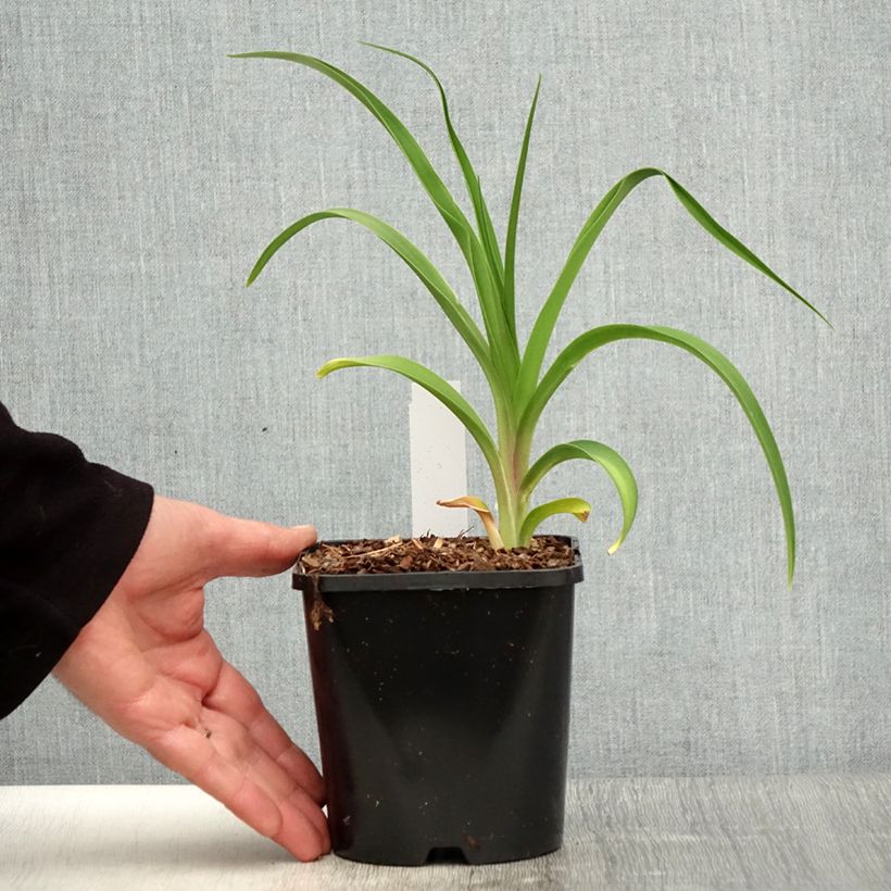 Esimerkki keväällä toimitetusta Syyspäivänlilja - Hemerocallis citrina Pot de 1,5L/2L-taimesta