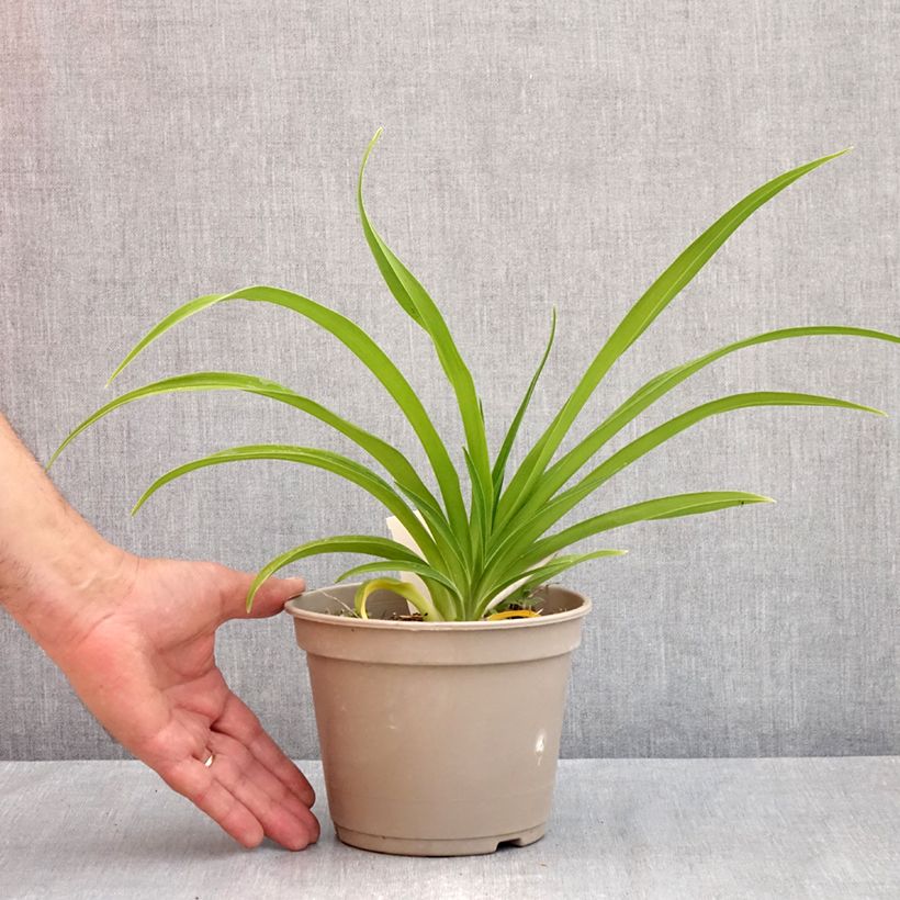 Esimerkki keväällä toimitetusta Tarhapäivänlilja Condilla Pot de 2L/3L-taimesta