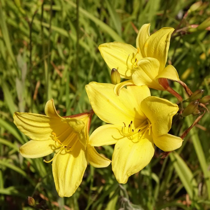 Tarhapäivänlilja Corky (Kukinta)