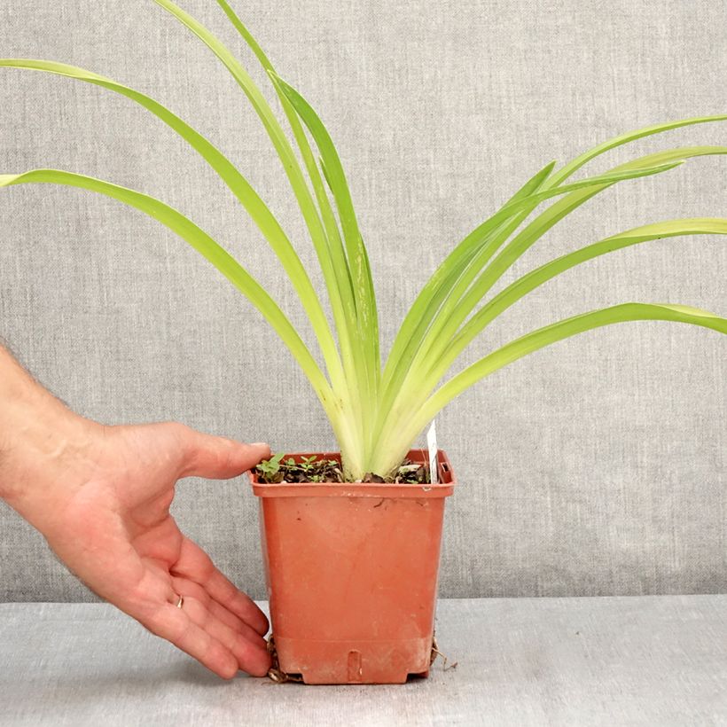 Esimerkki kesällä toimitetusta Tarhapäivänlilja Daring Deception Pot de 1L/1,5L-taimesta