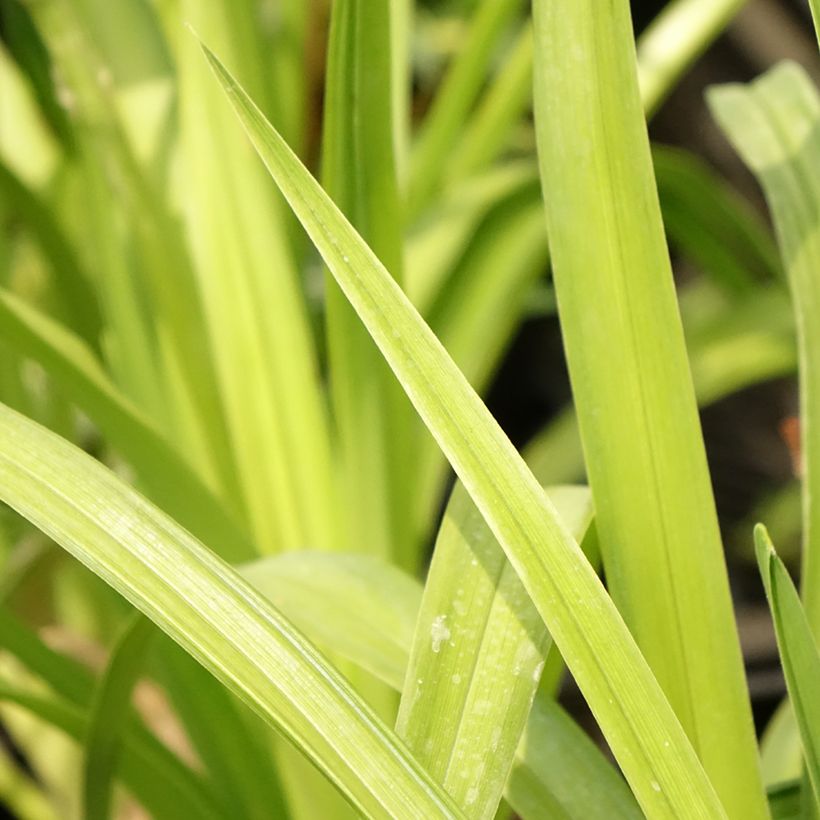 Tarhapäivänlilja Destined to See (Lehvistö)