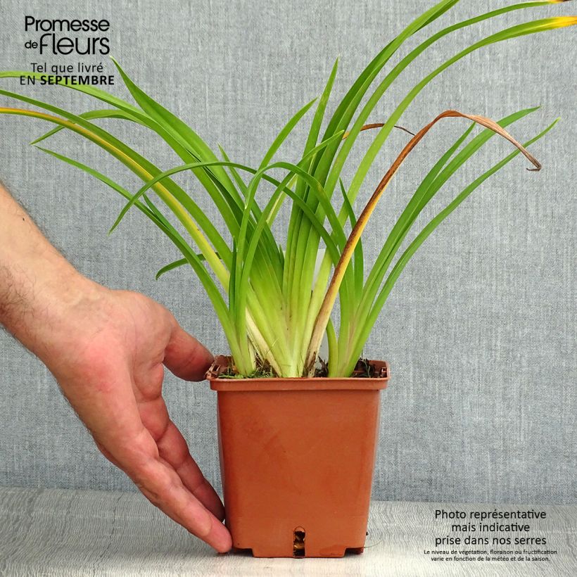 Esimerkki kesällä toimitetusta Tarhapäivänlilja Dream Legacy Pot de 1L/1,5L-taimesta