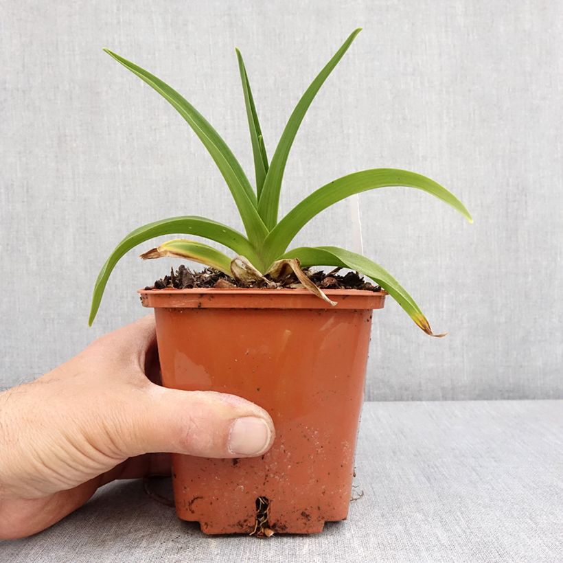 Esimerkki keväällä toimitetusta Hémérocalle Dream Legacy - Lis d'un jour Pot de 1L/1,5L-taimesta