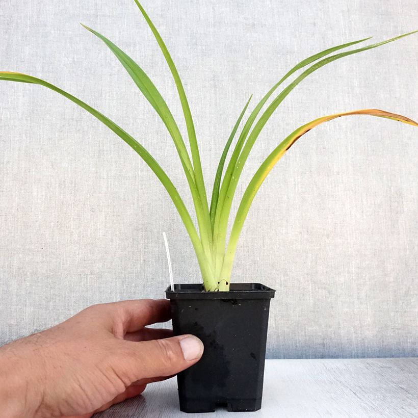 Esimerkki kesällä toimitetusta Tarhapäivänlilja El Desperado Taimiruukku 8/9 cm-taimesta