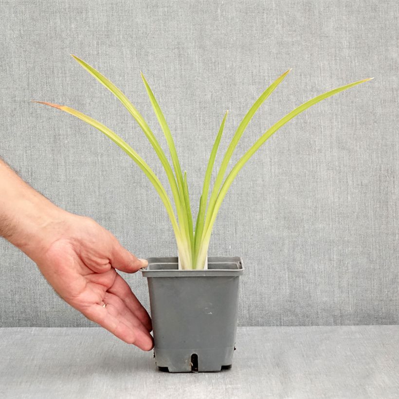 Esimerkki kesällä toimitetusta Tarhapäivänlilja Enchanted Forest Pot de 1L/1,5L-taimesta