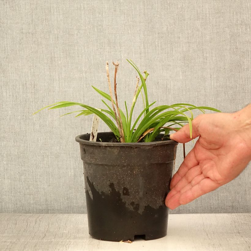 Esimerkki kesällä toimitetusta Tarhapäivänlilja Everydaylily Bronze 2 litran/3 litran ruukku-taimesta