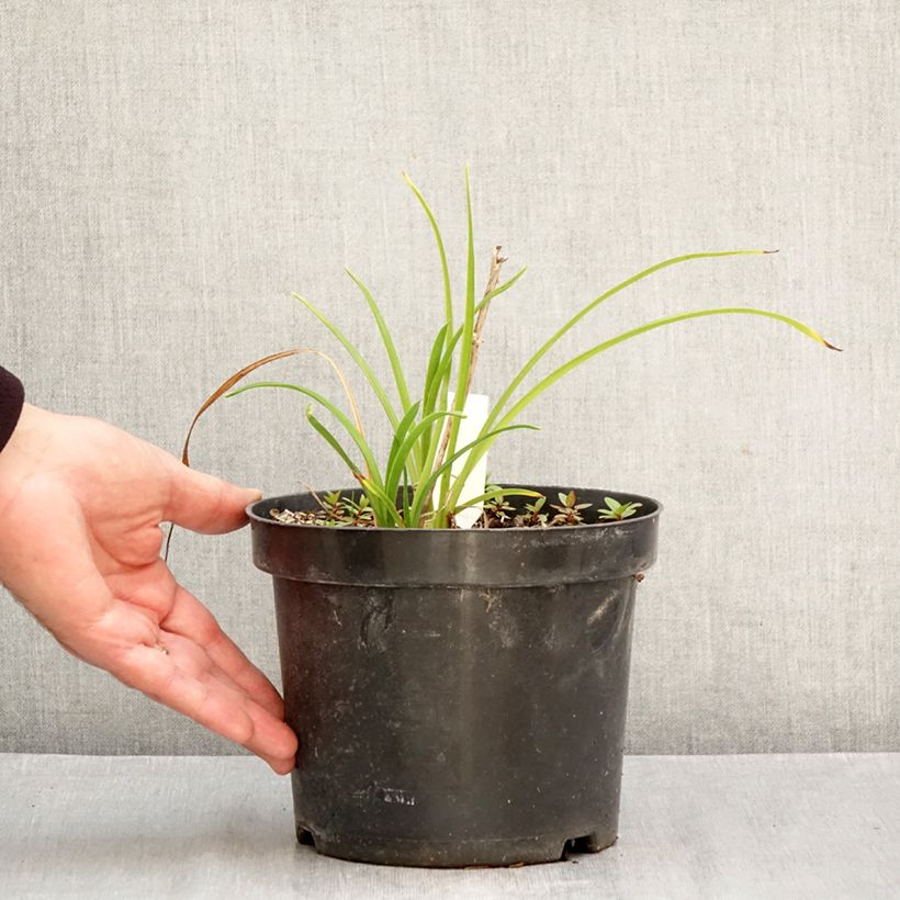 Esimerkki syksyllä toimitetusta Tarhapäivänlilja Everydaylily Cerise 2 litran/3 litran ruukku-taimesta