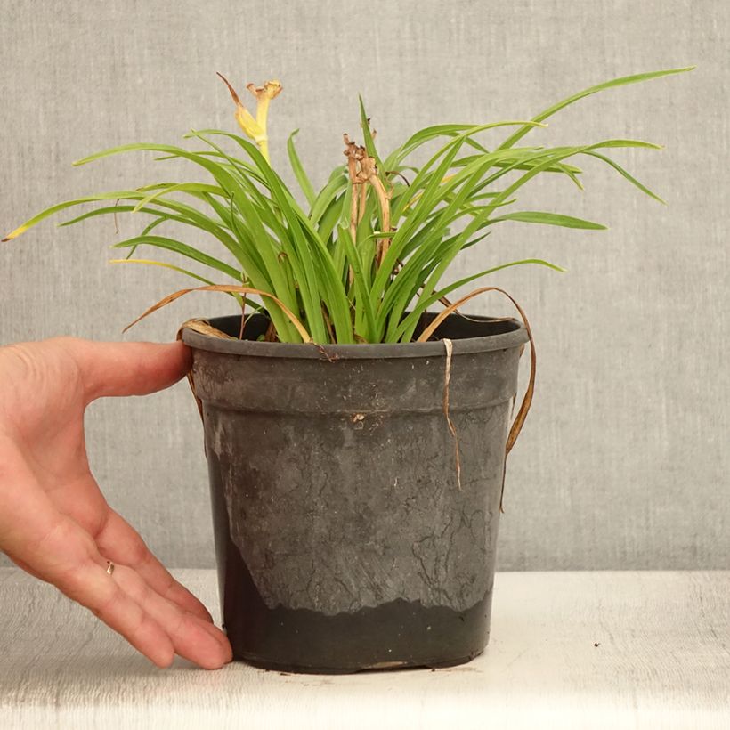 Esimerkki kesällä toimitetusta Tarhapäivänlilja Everydaylily Cerise Pot de 2L/3L-taimesta