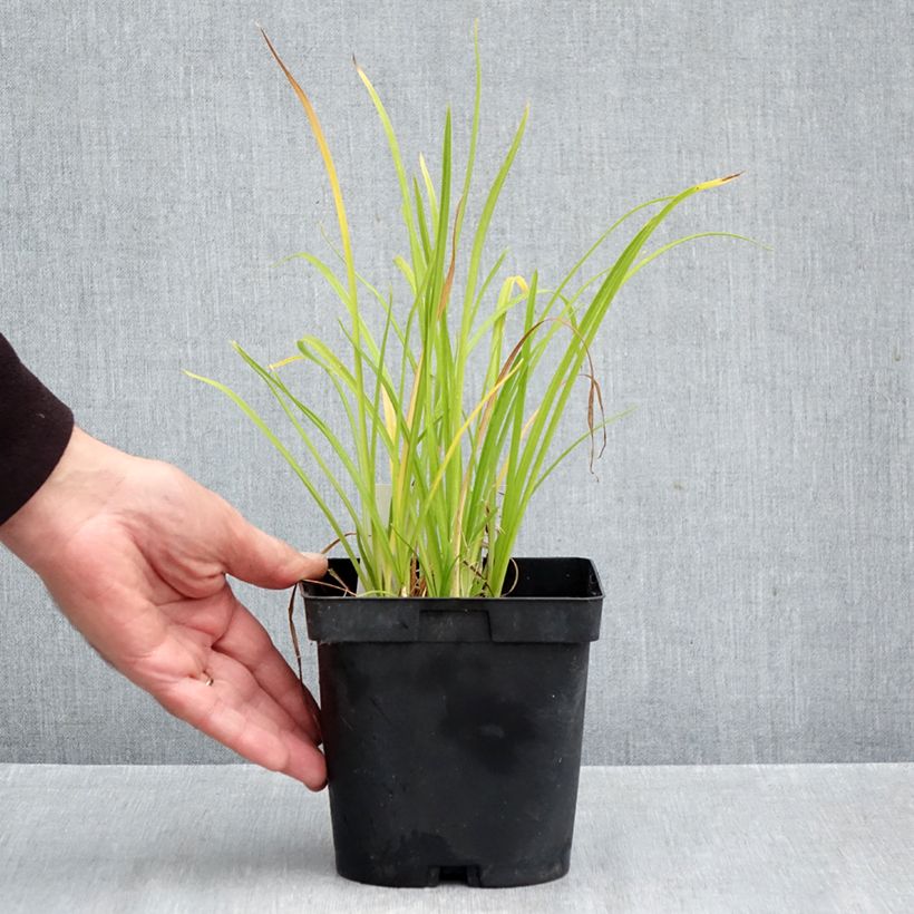 Esimerkki syksyllä toimitetusta Tarhapäivänlilja Everydaylily Punch Yellow 2 litran/3 litran ruukku-taimesta