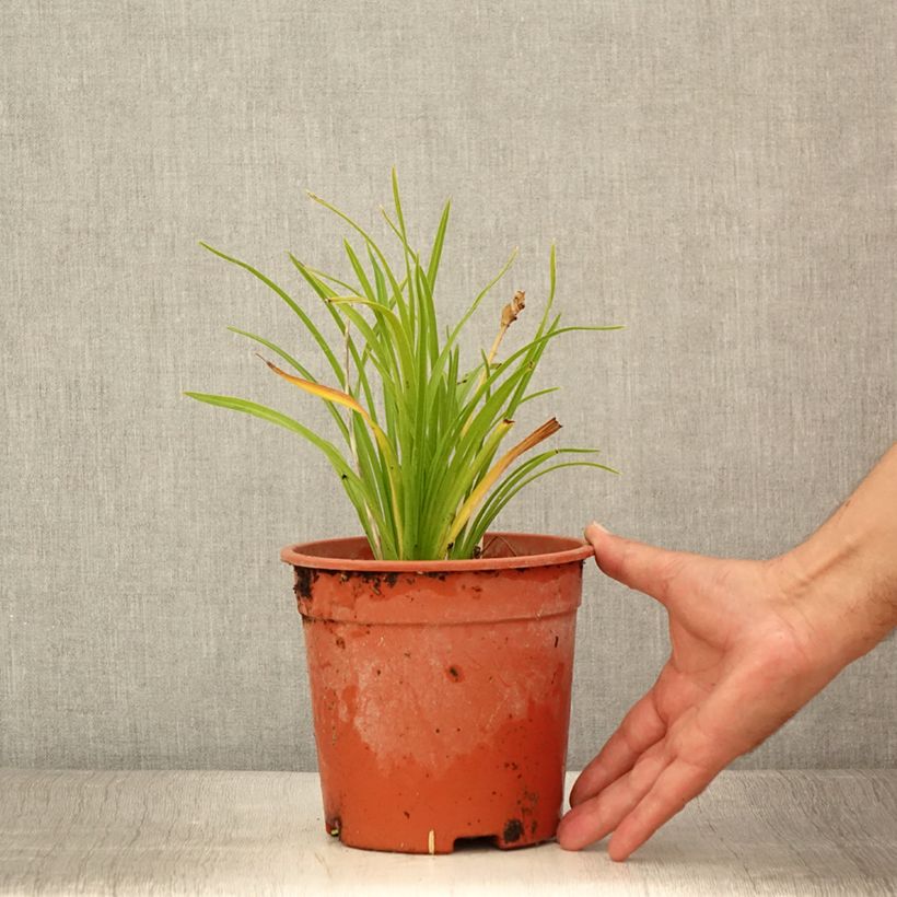 Esimerkki kesällä toimitetusta Tarhapäivänlilja Everydaylily Punch Yellow 2 litran/3 litran ruukku-taimesta