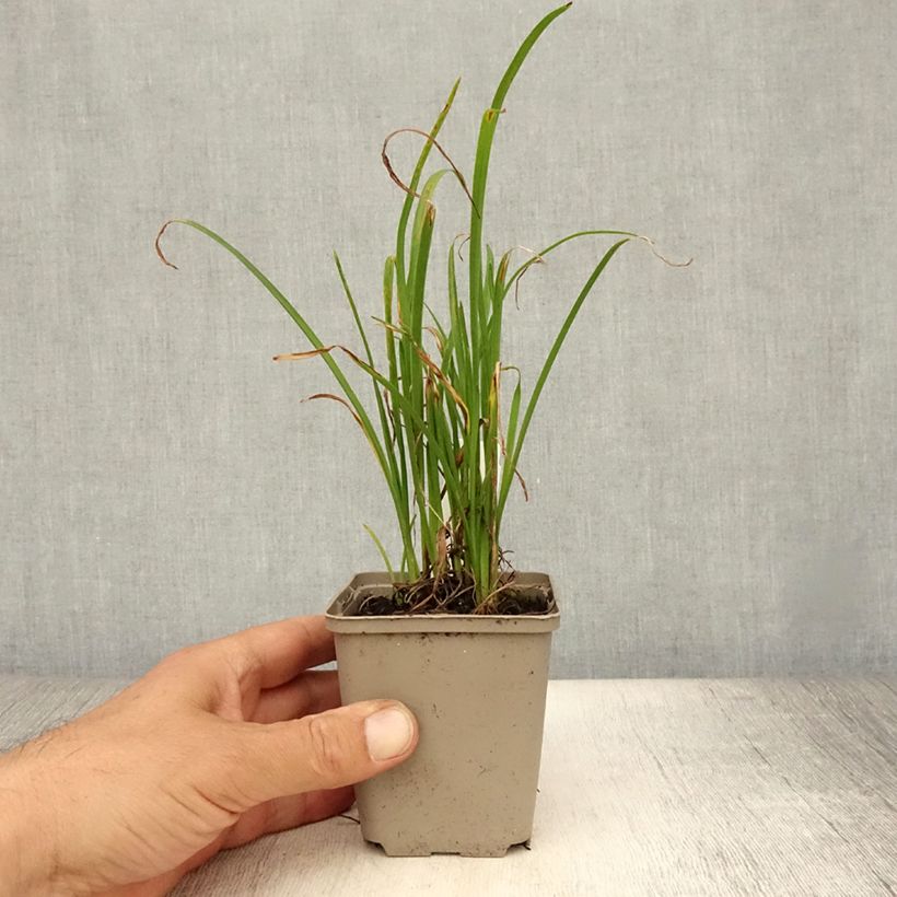 Esimerkki kesällä toimitetusta Tarhapäivänlilja Everydaylily Red Ribs Taimiruukku 8/9 cm-taimesta