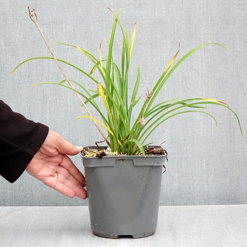 Esimerkki syksyllä toimitetusta Tarhapäivänlilja Everydaylily Red Ribs 2 litran/3 litran ruukku-taimesta