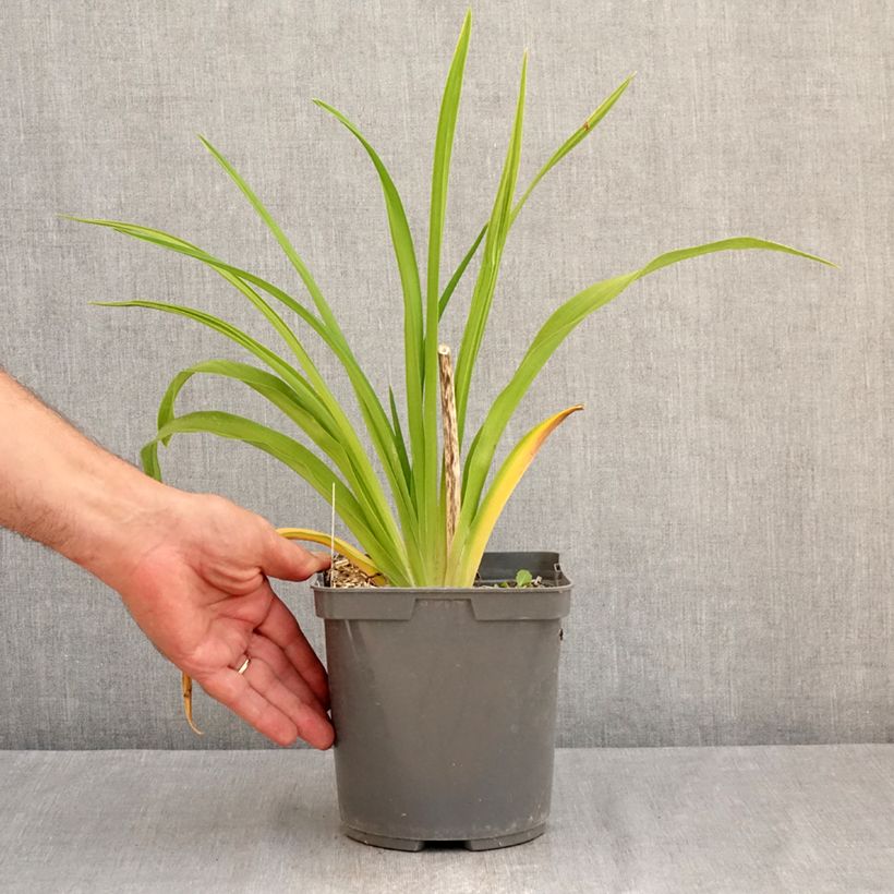 Esimerkki kesällä toimitetusta Tarhapäivänlilja Exotic Treasure Pot de 1L/1,5L-taimesta