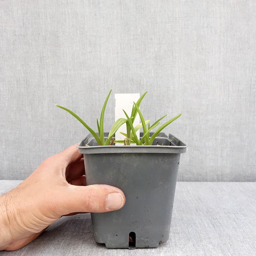 Esimerkki keväällä toimitetusta Hémérocalle Exotic Treasure - Lis d'un jour Pot de 1L/1,5L-taimesta