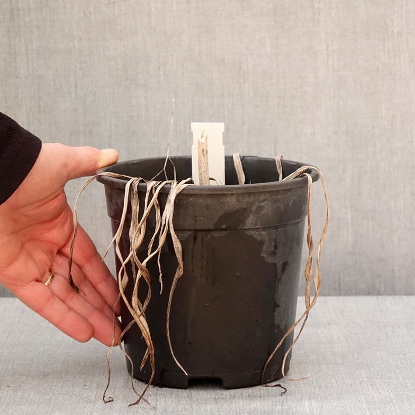 Esimerkki talvella toimitetusta Hémérocalle Final Touch - Lis d'un jour rose carmin à centre vert Pot de 2L/3L-taimesta