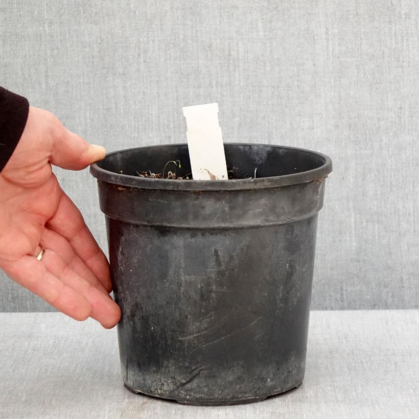 Esimerkki keväällä toimitetusta Tarhapäivänlilja Final Touch Pot de 2L/3L-taimesta