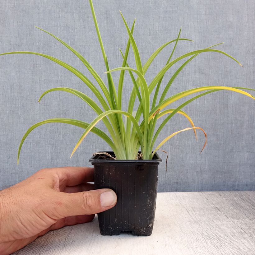Esimerkki kesällä toimitetusta Tarhapäivänlilja Flambeau Godet de 8/9 cm-taimesta