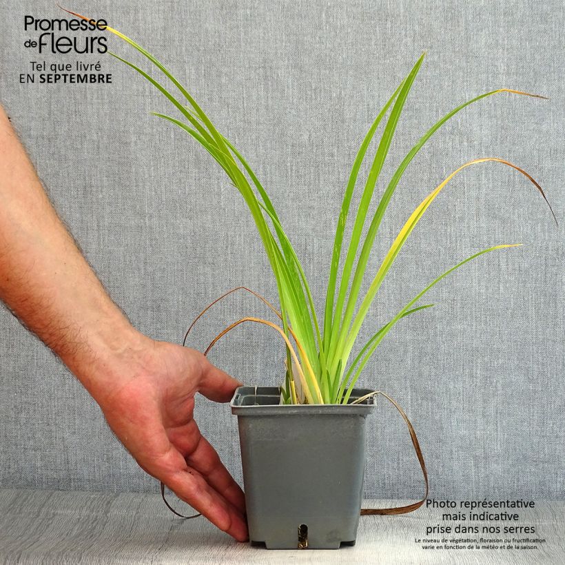 Esimerkki kesällä toimitetusta Tarhapäivänlilja Forty second Street Pot de 1L/1,5L-taimesta