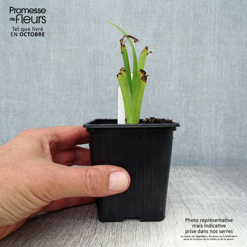 Esimerkki syksyllä toimitetusta Rusopäivänlilja Flore Pleno 8/9 cm taimiruukku-taimesta