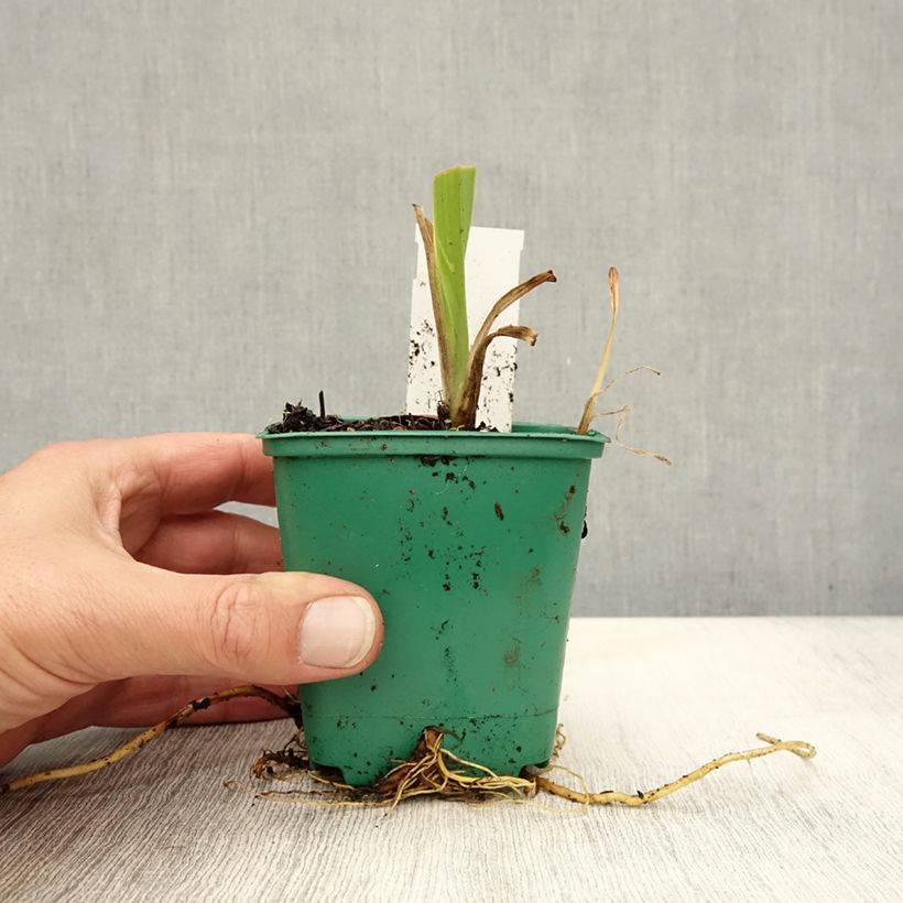 Esimerkki syksyllä toimitetusta Rusopäivänlilja - Hemerocallis fulva 8/9 cm taimiruukku-taimesta