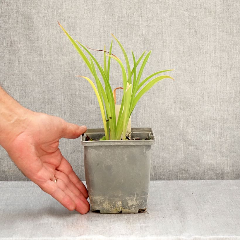 Esimerkki kesällä toimitetusta Tarhapäivänlilja Graces of Ganymede Pot de 1L/1,5L-taimesta