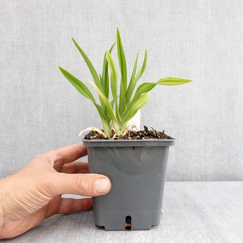 Esimerkki keväällä toimitetusta Tarhapäivänlilja Land of Cotton Pot de 1L/1,5L-taimesta