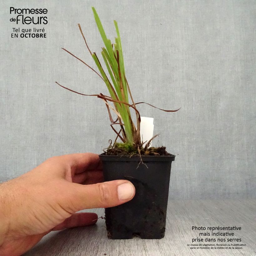 Esimerkki syksyllä toimitetusta Keltapäivänlilja - Hemerocallis lilioasphodelus 8/9 cm taimiruukku-taimesta