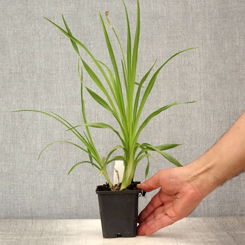 Esimerkki kesällä toimitetusta Keltapäivänlilja - Hemerocallis lilioasphodelus Taimiruukku 8/9 cm-taimesta