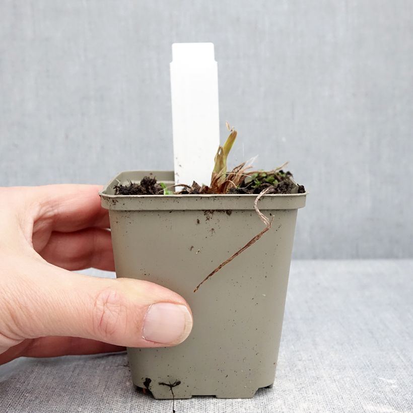 Esimerkki talvella toimitetusta Tarhapäivänlilja Lucretius 8/9 cm taimiruukku-taimesta