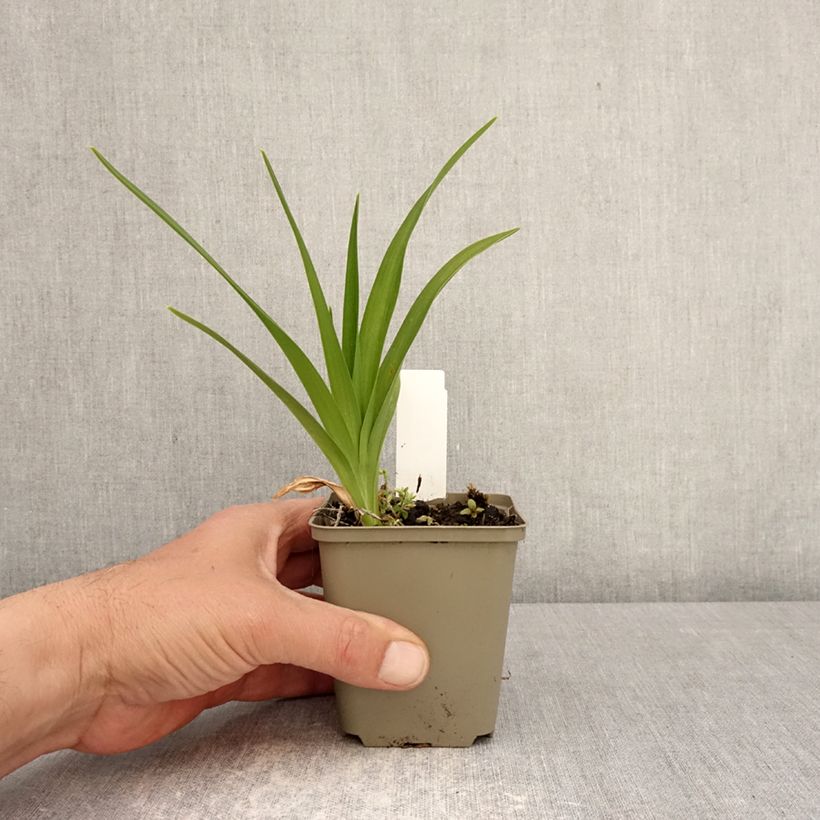 Esimerkki keväällä toimitetusta Tarhapäivänlilja Lucretius Godet de 8/9 cm-taimesta